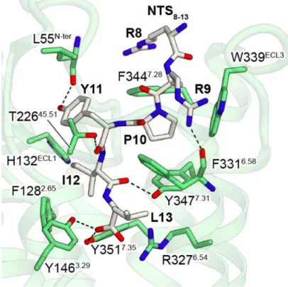 Figure 2) se situaient sur les 2 e  et 3 e  boucles extracellulaires, ainsi que sur les 6 e  et 7 e domaines transmembranaires du récepteur