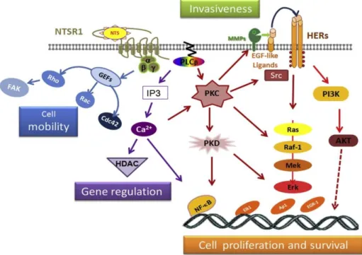 Figure 3 : Cascade de signalisation intracellulaire après activation de NTS 1  par NT 45 c)  NTS 1  en oncologie 