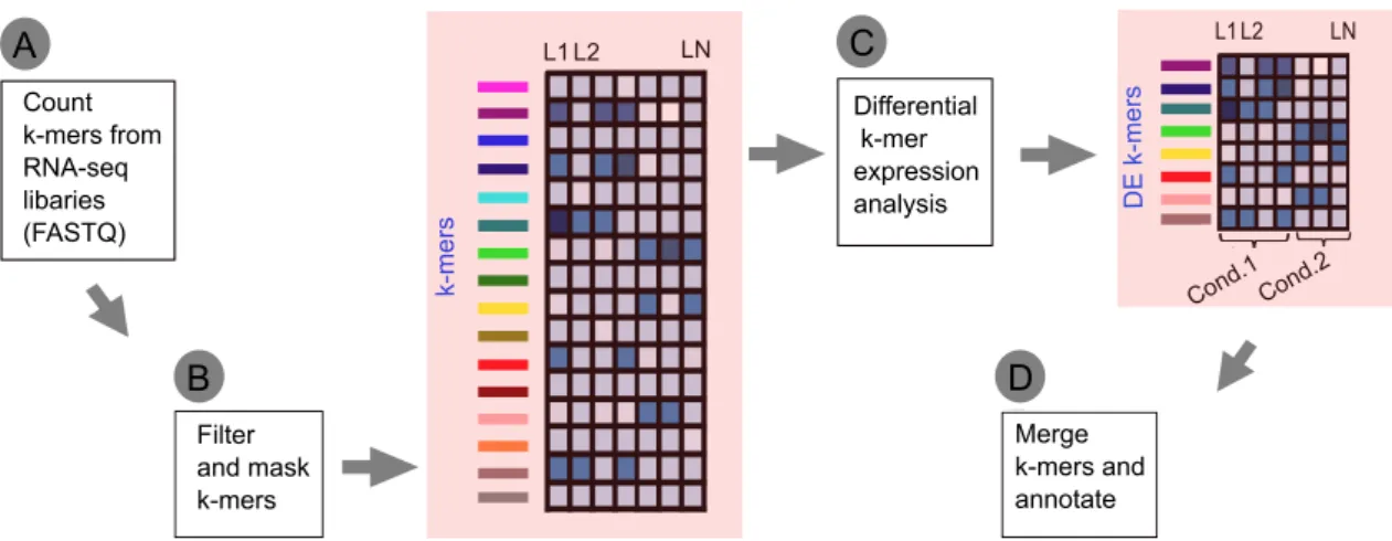 Figure 2.2: The DE-kupl pipeline includes 4 major steps. A. Jellyfish tool is used to create index and count k-mers present in all libraries
