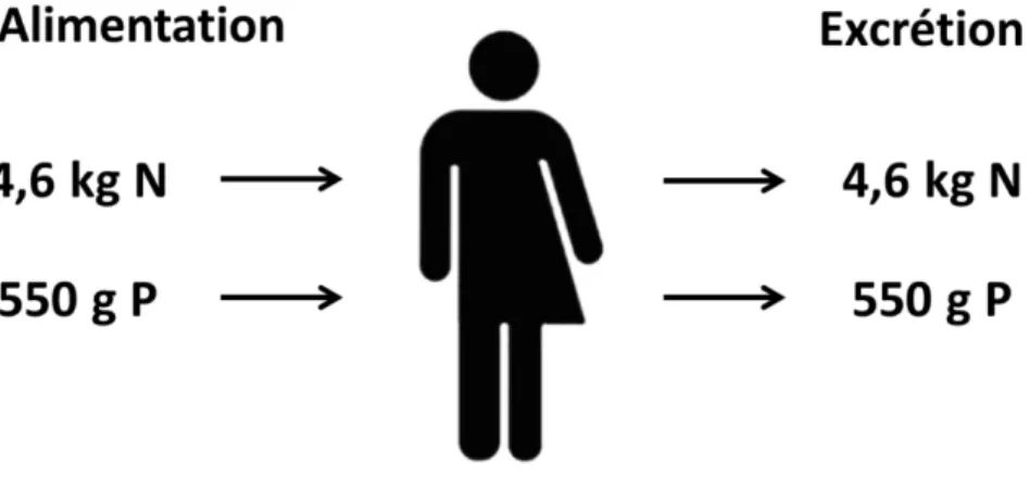 Figure 1-6. Flux d’azote et de phosphore du système alimentation/excrétion par personne et par  an
