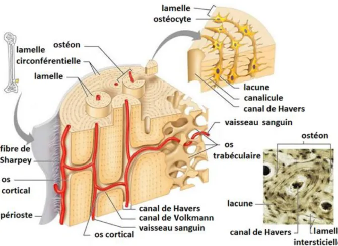 Figure 3 : Organisation et composition de l'os cortical  [3] 