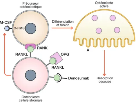 Figure 8 : L'ostéoclastogénèse : régulation, différenciation et activation[20] 