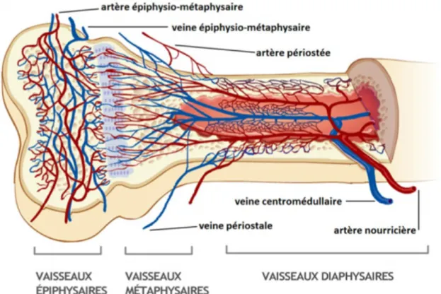 Figure 9 : Schéma de représentation de la vascularisation du tissu osseux[27] 
