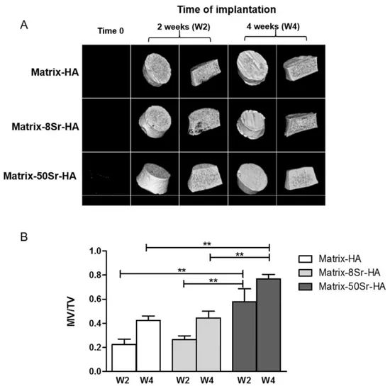 Figure 6: In vivo evaluation of the Matrix-HA supplemented with strontium implanted subcutaneously in  mice 