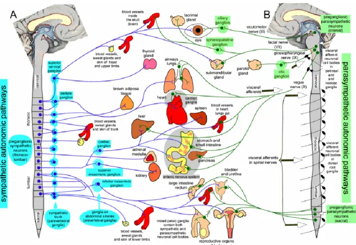 Figure 1. The sympathetic and the parasympathetic pathways in the autonomic system of the  peripheral nervous system  (Blessing &amp; Gibbins, 2008)