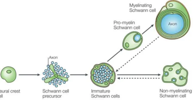 Figure 3. The development and differentiation of myelinating and non-myelinating Schwann cells  from a neural crest cell