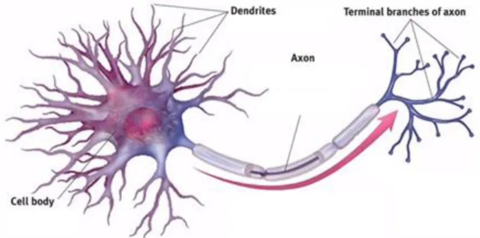 Figure 8. Diagram of a multipolar neuron and its structural components. 