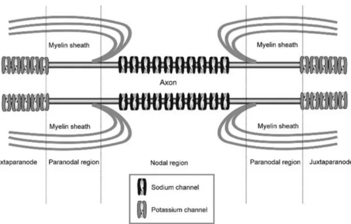 Figure 12. Representation of ion channels at the Node of Ranvier (Verkhratsky &amp; Butt, 2008)