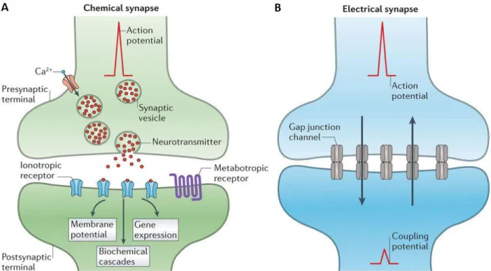 Figure 14. Illustration of gap junctions at an electrical synapse with membrane potential behavior  graphics (Purves et al., 2001)