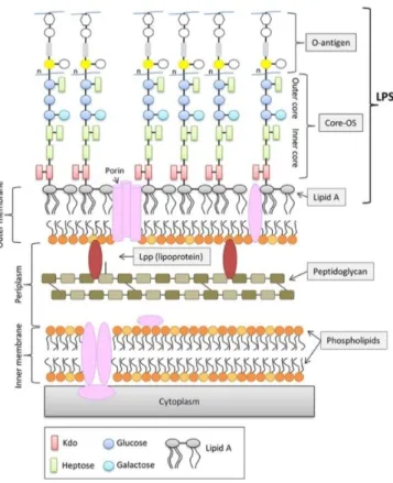 Figure 1. General schematic of the outer membrane of E. coli K-12  (adapted from Ebbensgaard et al., 2018 (48) )