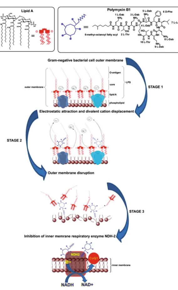 Figure 3. Lipid A and Polymyxin B structures and its likely-mode interaction with outer  membrane  