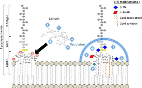 Figure 10. Modification of lipid A causing resistance to polymyxin  (adapted from Dortet et al., 2016) (163) )