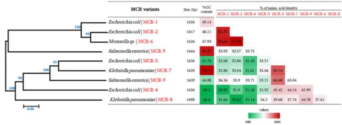 Figure 11. General features of MCR variants including their phylogenetic relationship with  other MCR 
