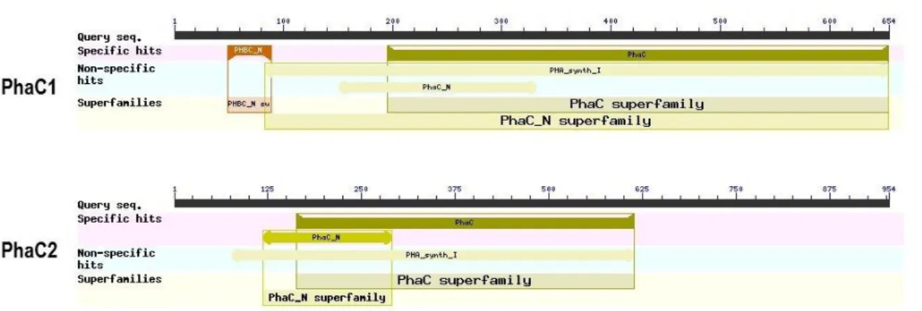 Figure 5: Conserved domains of PHA synthases PhaC1 and PhaC2 of Halomonas sp. SF2003 using NCBI database