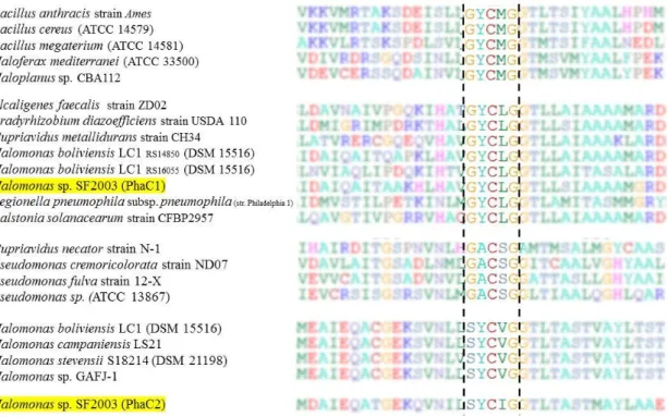 Figure 1: Multiple alignment of partial amino acids sequences of PHA synthase exposing lipase box-like patterns from different  bacterial species