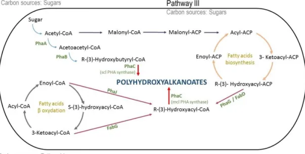 Figure 1:  Schematic representation of the three metabolic pathways of PHA production identified in representative bacterial  species