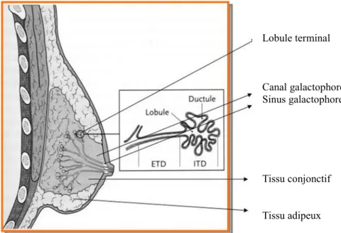 Figure 3 :  représentation  schématique  de  l’anatomie  de  la  glande  mammaire  (source:  site  internet  du  Centre  de  Référence  des  Pathologies  Gynécologiques  rares :   http://hopital-necker.aphp.fr) 