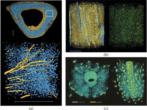 Figure 3.8 Three dimensional rendering of lacunae from SR micro-CT images (a) and (b) 3D  rendering of the lacunae based on the image with voxel size of 1.4 µm (c) 3D rendering of the LCN  within one osteon based on the image with voxel size of 280 nm (Ima