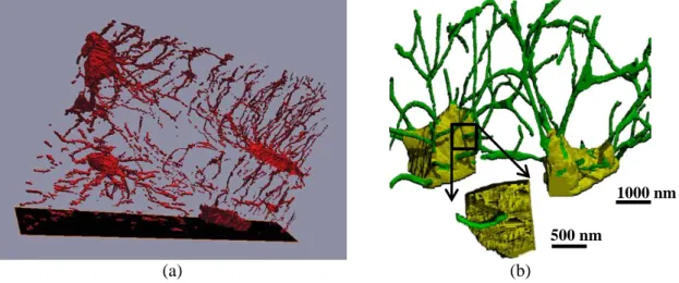 Figure 3.13 Three dimensional rendering of LCN using FIB/SEM (Image from: (a) [Stokes et al