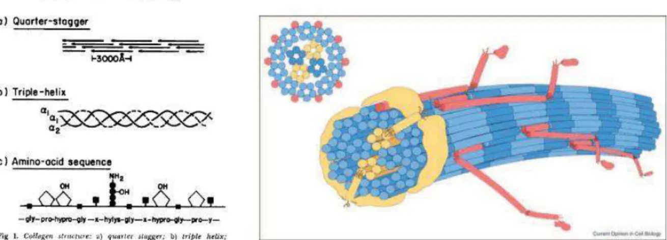 Figure 2 – Composition et structure des collagènes de types II, IX et XI au sein du cartilage articulaire