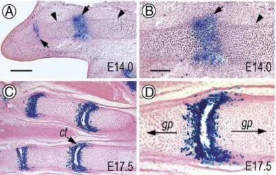 Figure 8 – Coupe longitudinale de l’extrémité d’un membre antérieur de la souris lors du développement  embryonnaire montrant la genèse des articulations via l’expression du gène GDF5