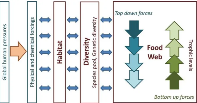 Figure  9  :  Schéma  conceptuel  illustrant  les  liens  entre  forçages  environnementaux et dynamique des réseaux trophiques