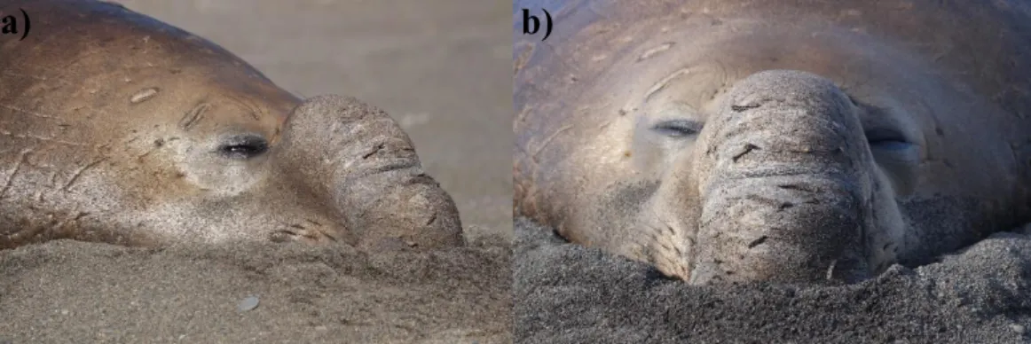 Figure  12  :  Vues  de  face  (a)  et  de  profil  (b)  du  proboscis  d'un  éléphant de mer mâle adulte reproducteur
