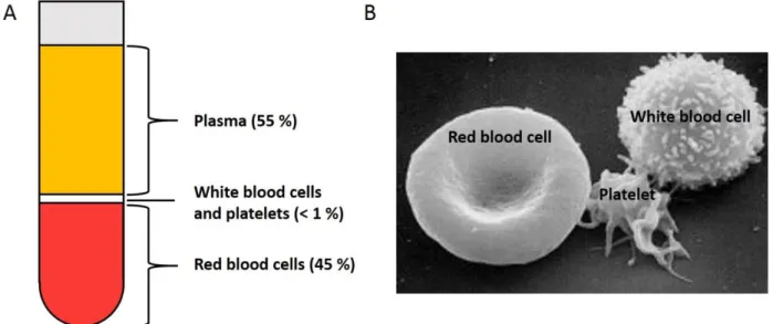 Figure  1.1.  (A)  Blood  content  represented  in  a  centrifuged  tube  of  blood  sample