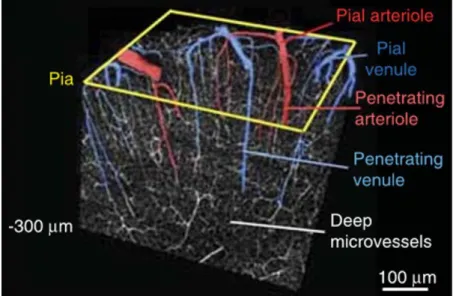 Figure 1.6. 3D-reconstruction of a block of tissue collected by in vivo two-photon laser scanning  microscopy  from  the  upper  layers  of  the  mouse  cortex