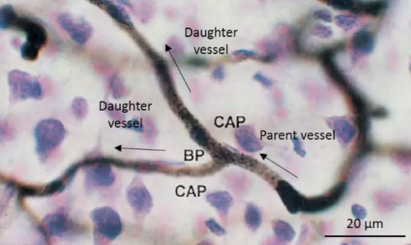 Figure  1.12.  LSM  image  of  a  tissue  perfused  with  india  ink  and  stained  with  cresyl  violet