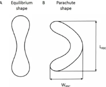 Figure 1.16. RBC shape in two cases: (A) without flow, equilibrium shape and (B) under flow in a  capillary:  parachute  shape