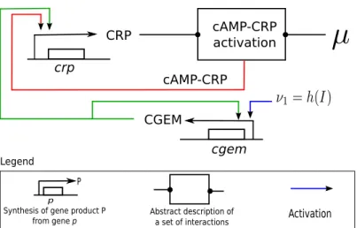 Figure 1: Regulatory network of the open-loop model in the mutant E. coli. The model consists of genes crp and synthetic-cgem (modified promoter of a component of the gene expression machinery (CGEM) in E