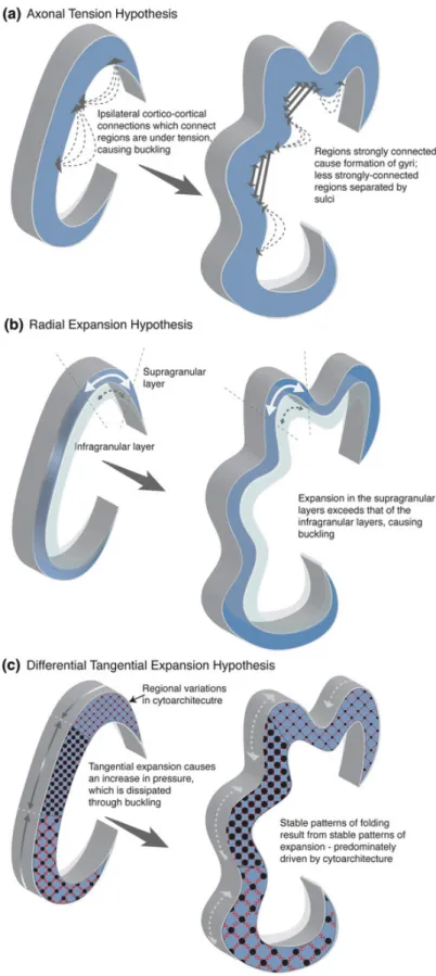 Figure 1.3.: Three major gyrification hypotheses (adapted from Ronan et al. 2014)