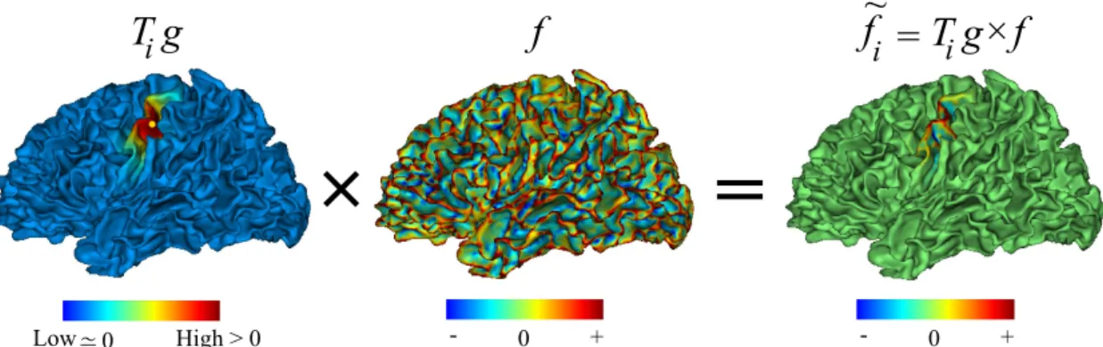 Figure 2.16.: This figure visualizes the localization of a function f around the yellow point on the precentral gyrus ; see Eq