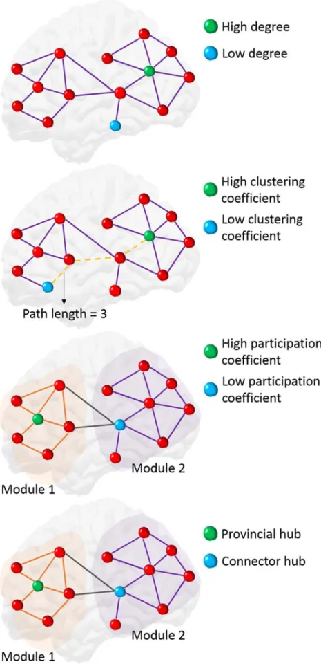 Figure 3: Illustration of some graph measures: degree, clustering coefficient, path length, modularity,  participation coefficient and hubs (provincial and connector)