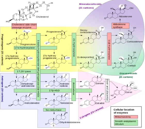 Figure 9. Synthèse des hormones corticosurrénaliennes (figure issue de Wikimedia Commons) 