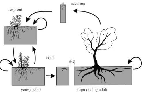 Fig. 18.2. Deﬁnition of demographic stages based on morphological traits (ﬁre scars). Perennial parts of the trees are in black and annual parts are in white.
