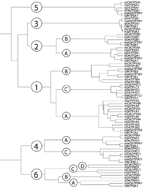 Figure 2 : Arbre phylogénétique de la famille OATP. 