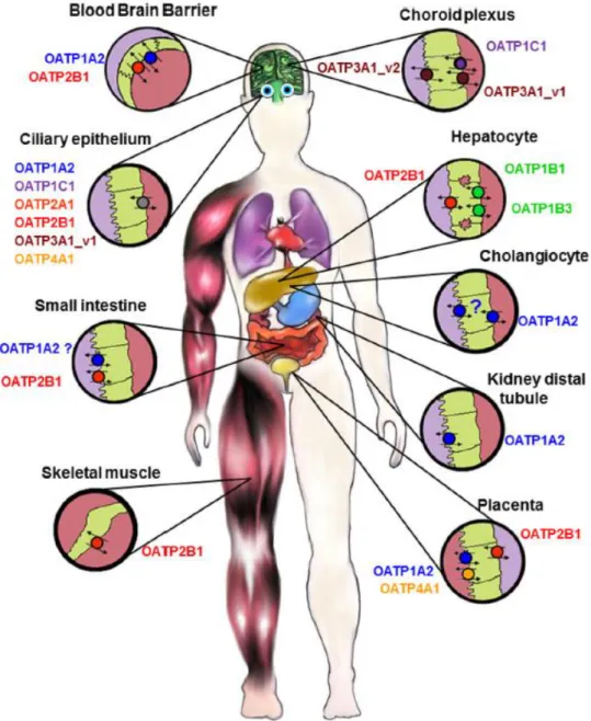 Figure 5 : Distribution tissulaire des différents OATP chez l’Homme. 
