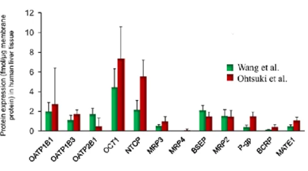 Figure 7 : Abondance des transporteurs dans le tissu hépatique. 