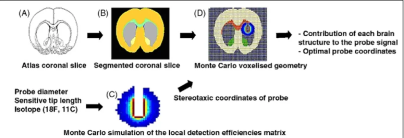 Figure 8.  Principe de la simulation pour la quantification absolue de la sonde SIC. A) Coupe frontale de l’atlas de  cerveau de rat de référence (Paxinos et Watson 1998)