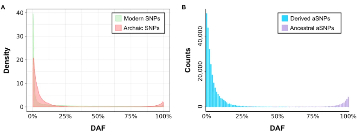 Figure S1. Allele frequency spectrum of modern and archaic alleles. (A) Densities of  derived allele frequency (DAF) of modern and archaic variants