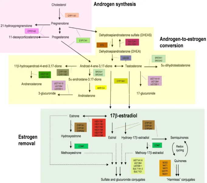 Figure 6 : les étapes de la biosynthèse des hormones stéroïdiennes et les gènes MX impliqués  dans chacune des phases