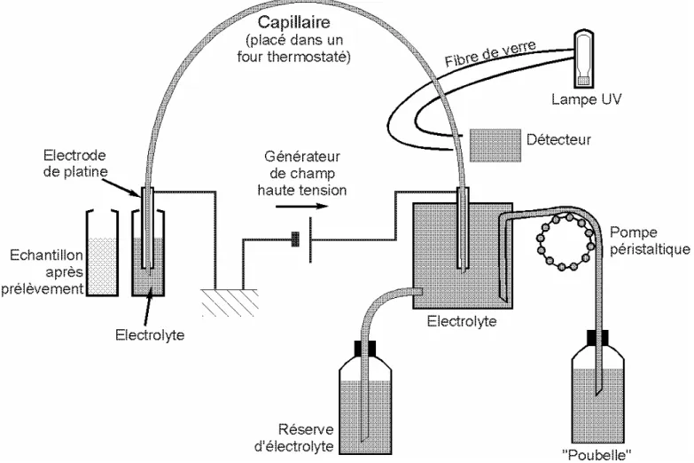 Fig. 1: Schéma de principe d’un montage d’électrophorèse capillaire 
