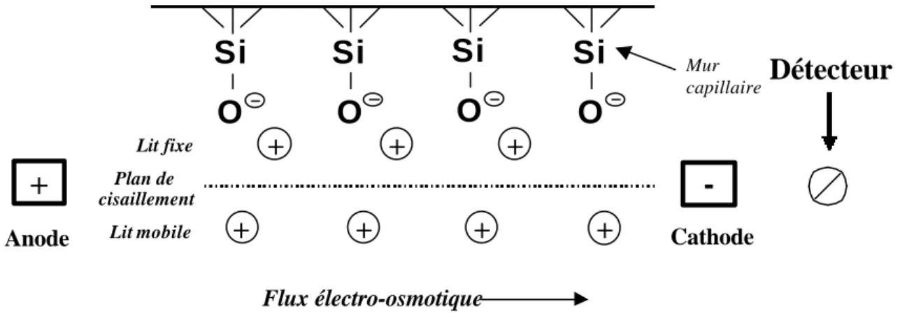 Fig. 3:  Représentation du flux électro-osmotique (pour un cation) dans un capillaire.