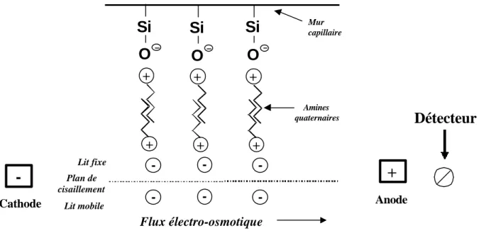 Fig. 4 : Représentation du flux électro-osmotique inversé (pour un anion) dans un  capillaire par l’ajout d’un amine quaternaire dans le tampon