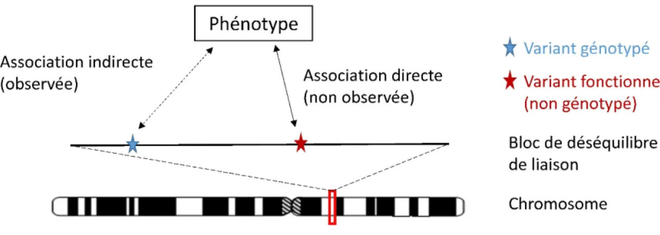 Figure 1.7 Association indirecte entre le variant génotypé et le phénotype 