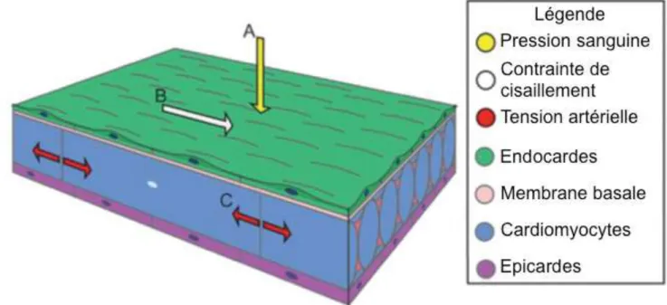 Figure 10 : Forces hémodynamiques en action dans la  cardiogenèse.  