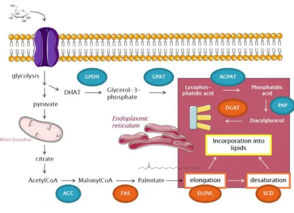 Figure  5:  Simplified  pathway  of  de  novo  lipogenesis.  Glucose  enteres  inside  the  cell  and  undergoes  glycolysis
