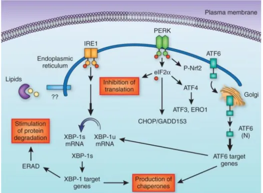 Figure 6: Activation of unfolded protein response. UPR is initiated through three paralelle signaling arms: IRE-1,  PERK and ATF6